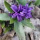 Common hyacinth