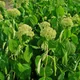Smooth hydrangea