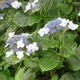 Bigleaf hydrangea