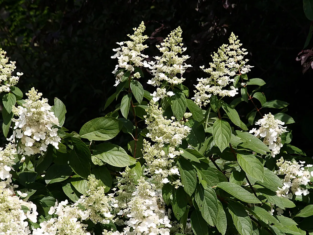 Panicle hydrangea