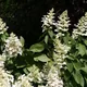 Panicle hydrangea