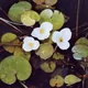 Hydrocharis morsus-ranae