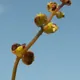 Common pennywort
