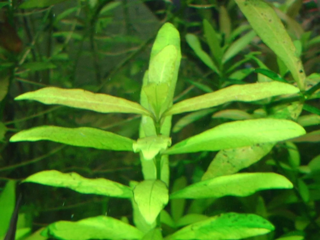 Hygrophila polysperma