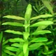 Hygrophila polysperma