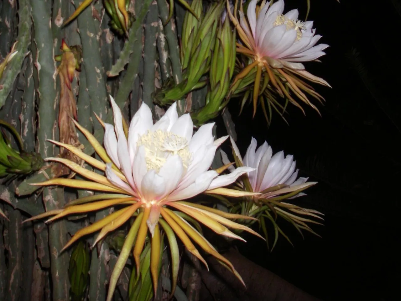 Hylocereus monacanthus