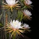 Hylocereus monacanthus