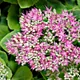 Sedum spectabile