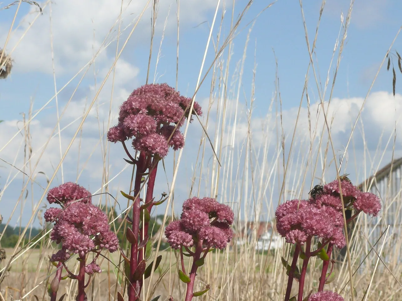 Orpine