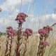 Orpine