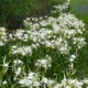 Texas spider-lily