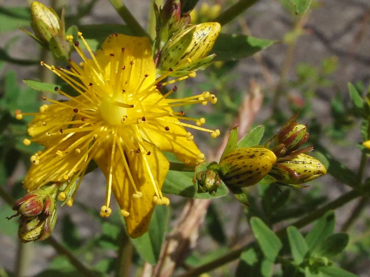 Spotted St. Johnswort