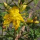 Spotted St. Johnswort