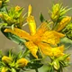 Perforate St. Johns-wort