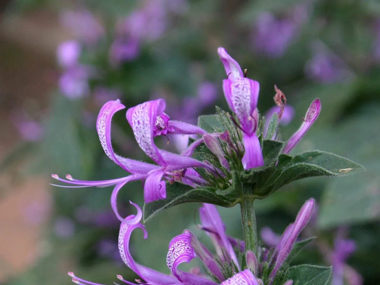 Hypoestes aristata