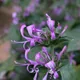 Hypoestes aristata