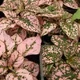 Hypoestes phyllostachya