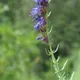 Hyssop