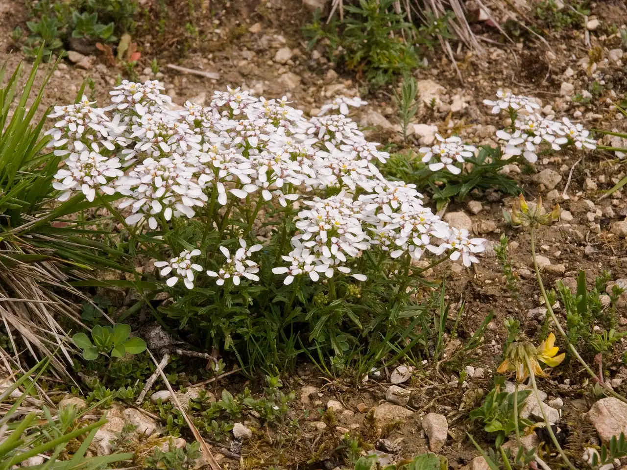 Iberis amara
