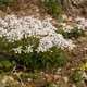 Iberis amara