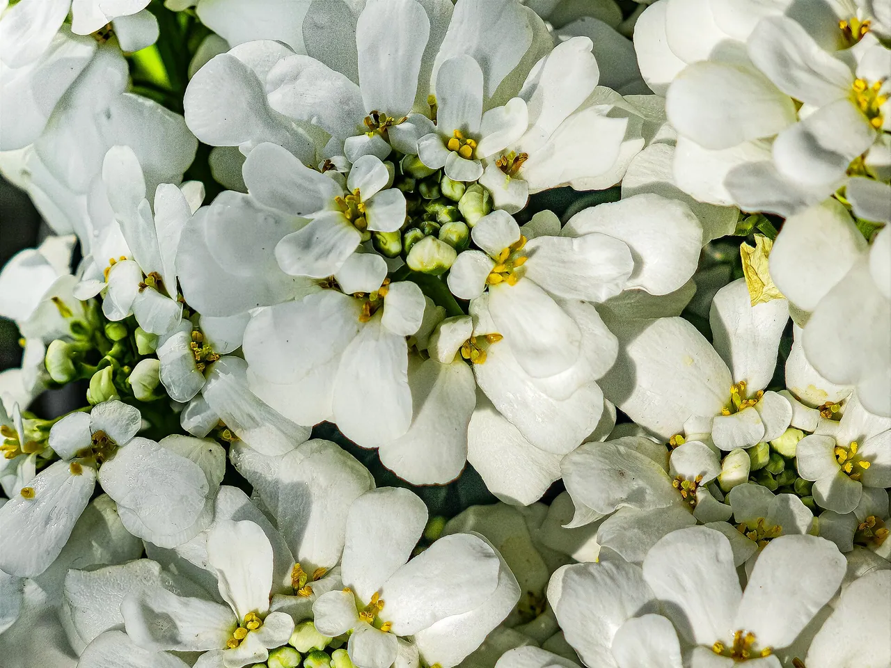 Iberis sempervirens