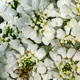 Iberis sempervirens