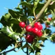 Holly
