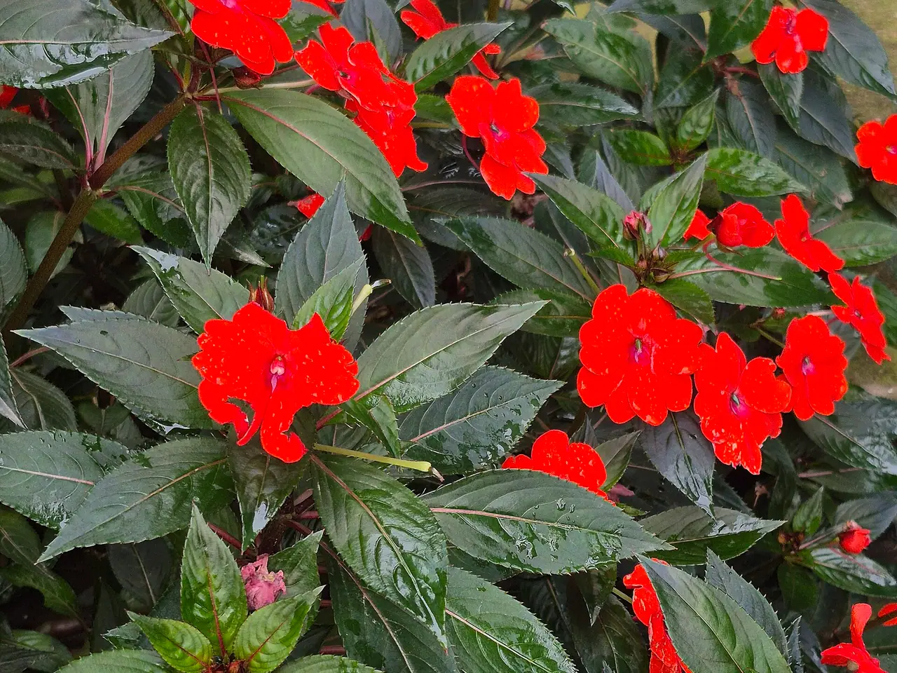 Impatiens New Guinea Group