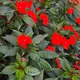 Impatiens New Guinea Group