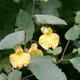 Balsam