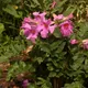 Incarvillea delavayi