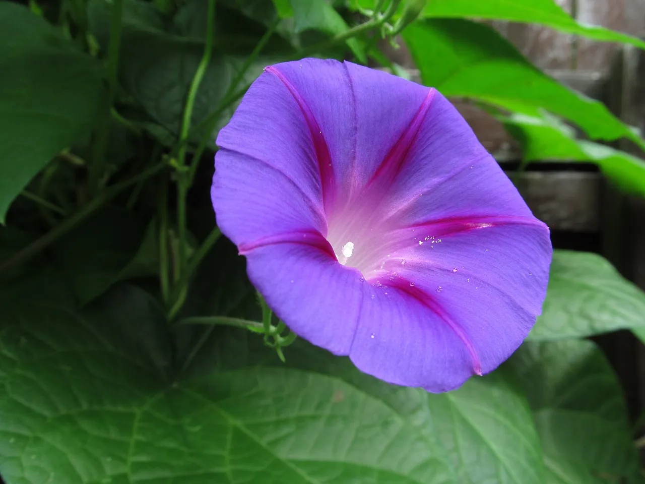 Tall morning-glory