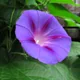 Tall morning-glory