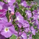 Ipomoea tricolor