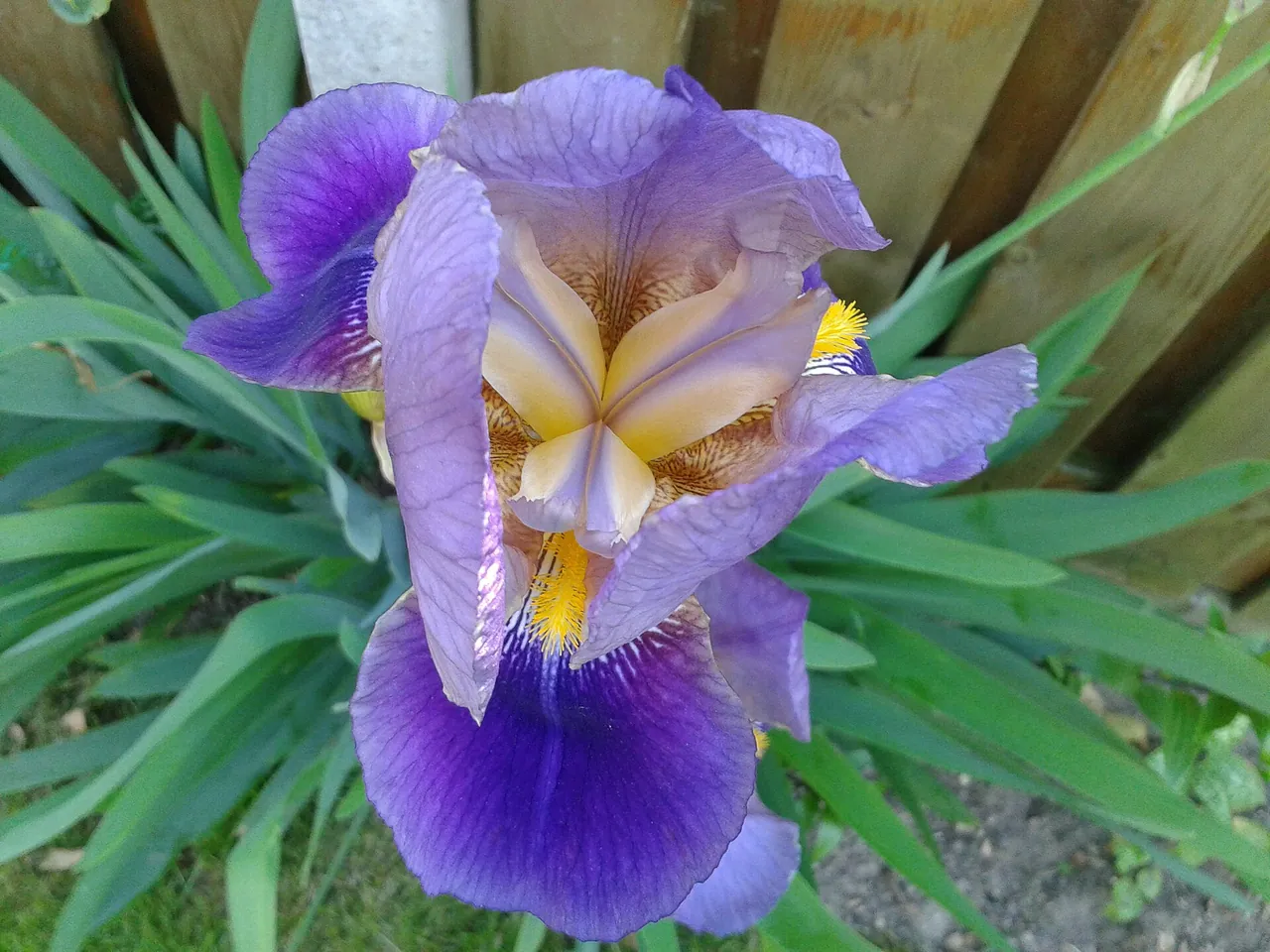 Bearded iris