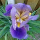 Bearded iris