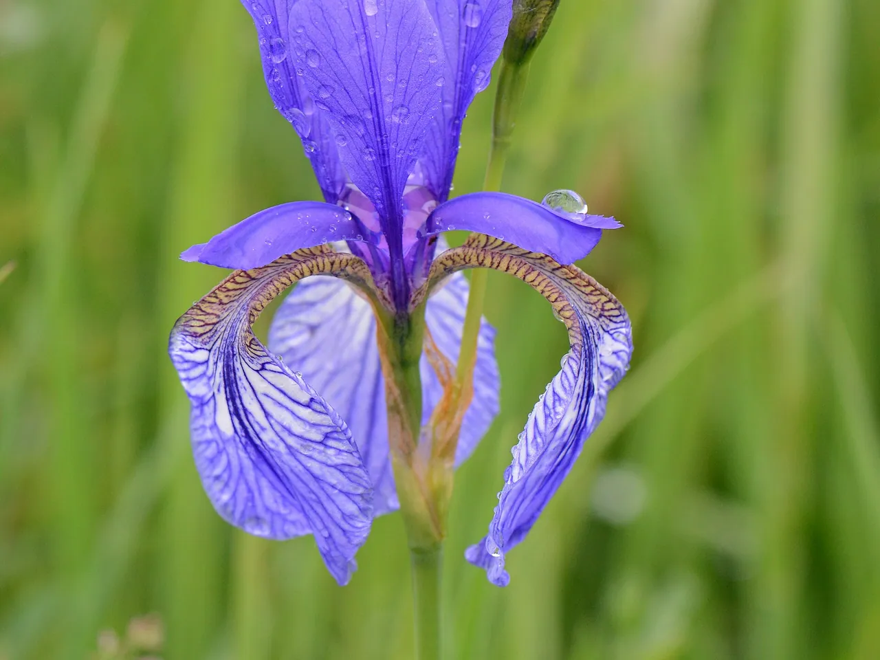 Iris sibirica