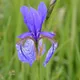 Iris sibirica