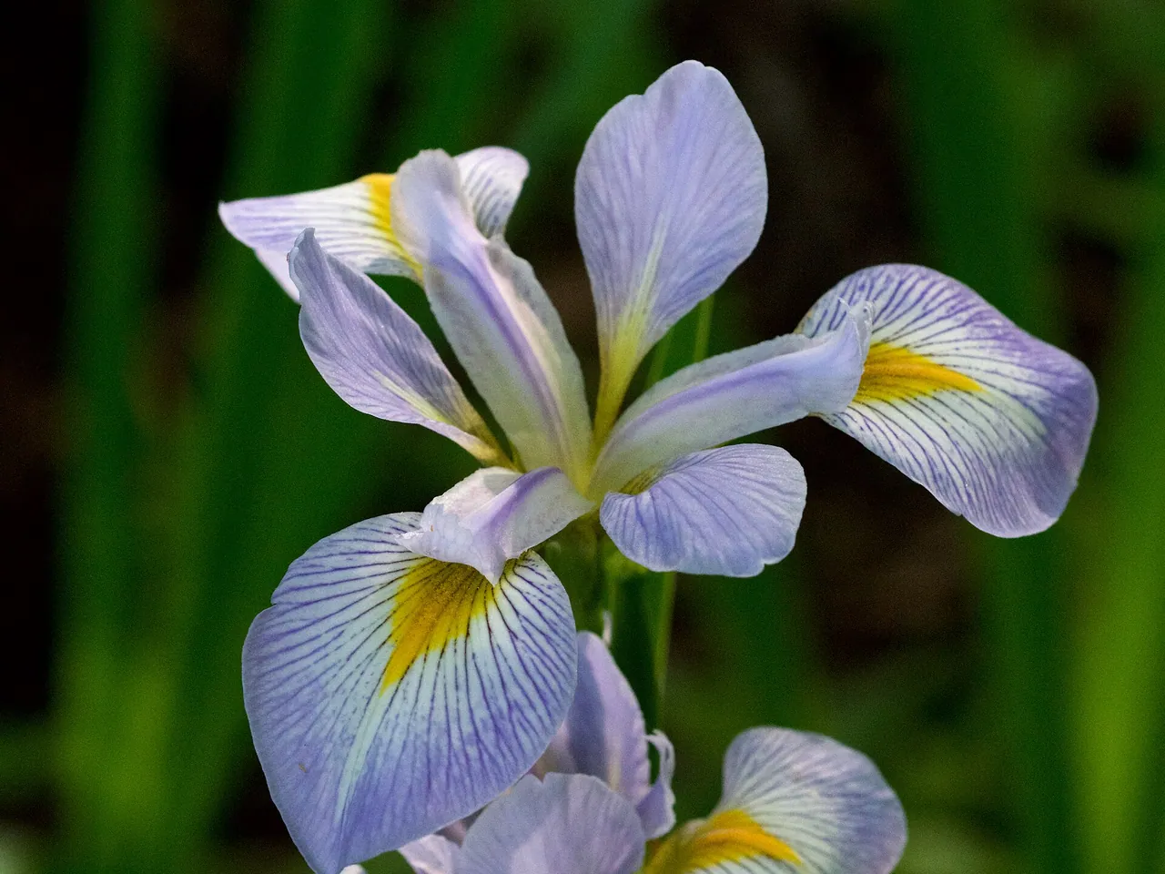 Virginia Iris