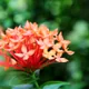 Ixora chinensis
