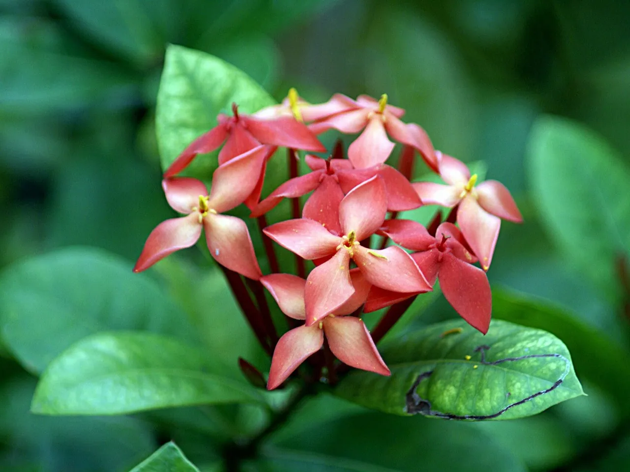Ixora coccinea