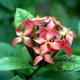 Ixora coccinea