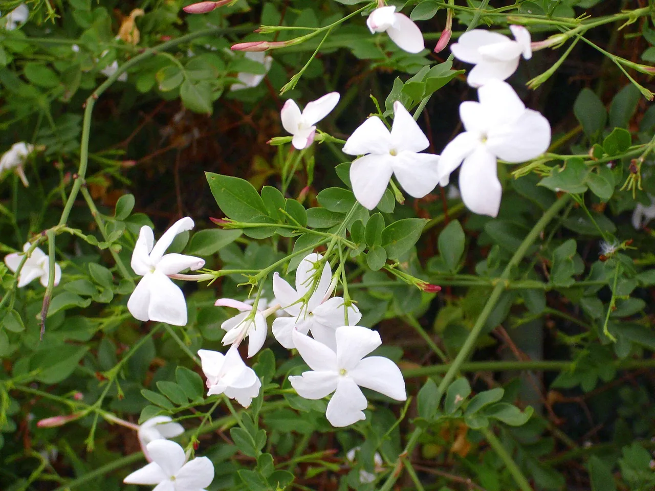 Common jasmine