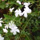 Common jasmine