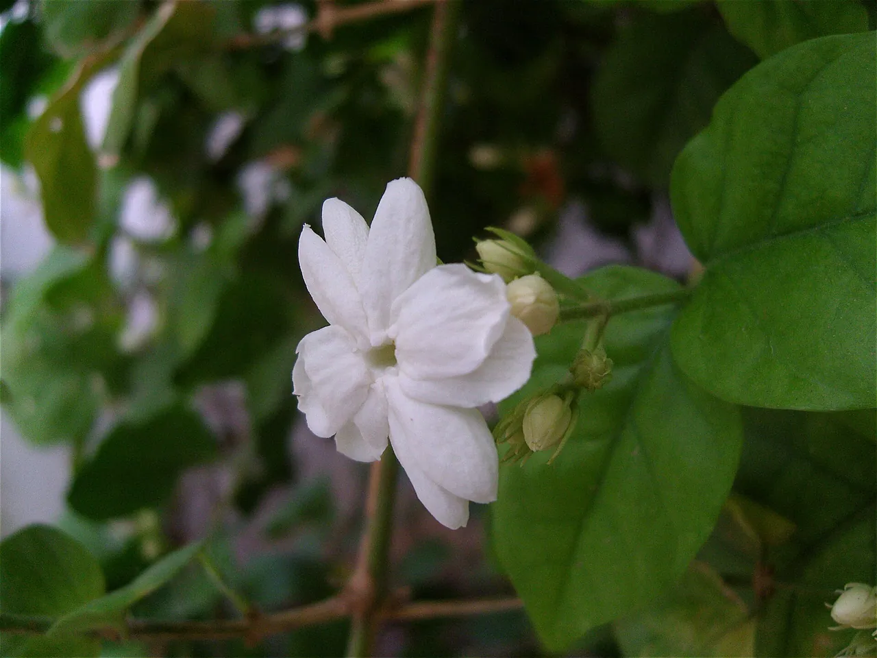 Jasminium Sambac (flower)