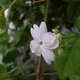 Jasminium Sambac (flower)