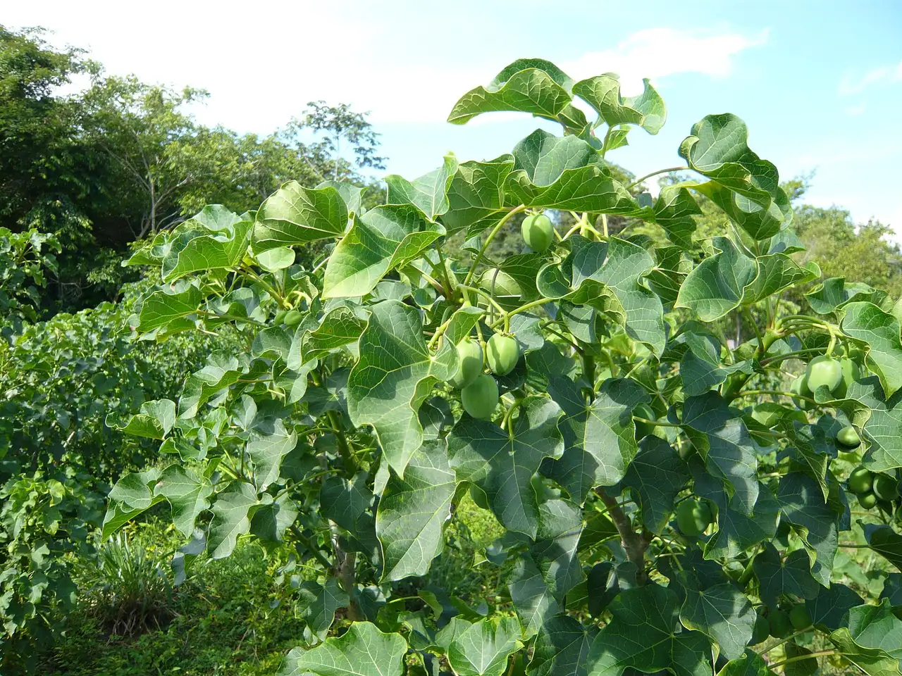 Barbados nut