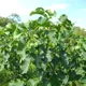 Barbados nut