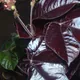 Bellyache Bush