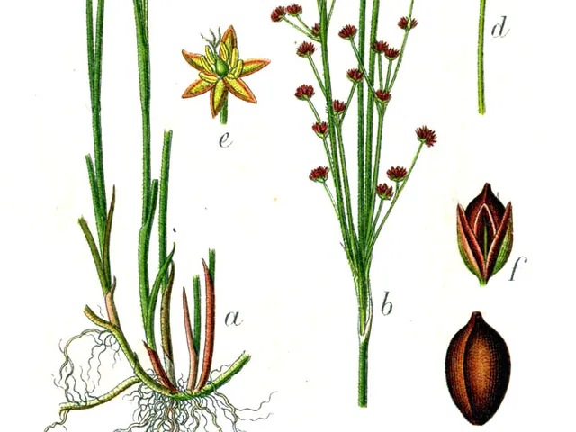 Juncus alpinoarticulatus